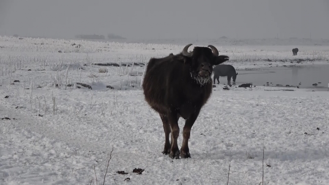 Mandalar göl tabanındaki yosunlarla besleniyor